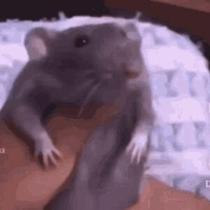 Paperkitty - Server List